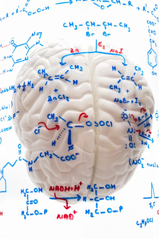 Brain Chemistry and Alcohol Dependence